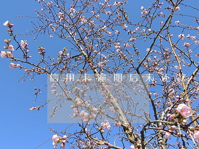 信用卡逾期后未还款