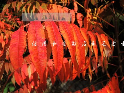 信用卡逾期后未还要坐牢吗 信用卡逾期后未还要坐牢吗