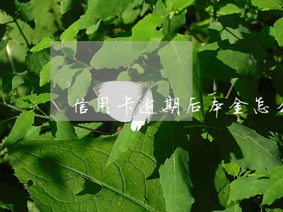 信用卡逾期后本金怎么查 信用卡逾期后本金怎么查