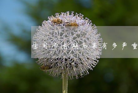 信用卡逾期后果有多严重小白必 信用卡逾期后果有多严重小白必