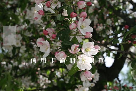 信用卡逾期后果查询