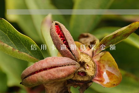 信用卡逾期后果金额 信用卡逾期后果金额