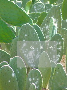 信用卡逾期后查消费记录 信用卡逾期后查消费记录