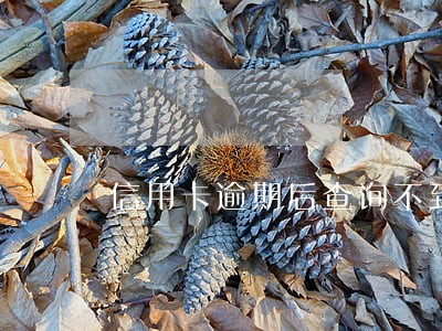 信用卡逾期后查询不到卡 信用卡逾期后查询不到卡