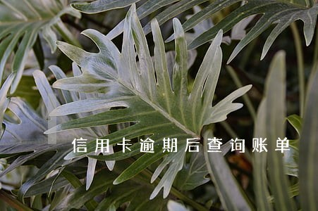 信用卡逾期后查询账单