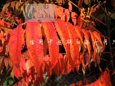 信用卡逾期后每个月只还一点