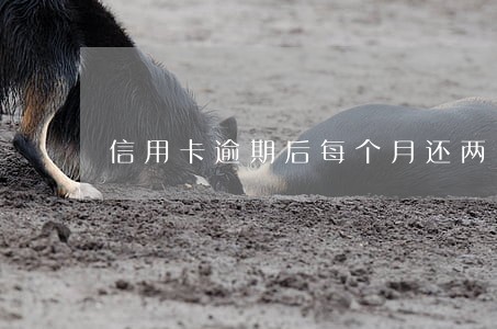 信用卡逾期后每个月还两千 信用卡逾期后每个月还两千