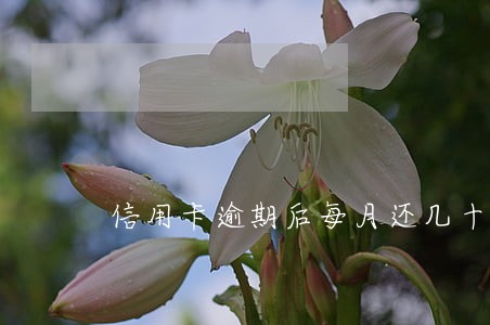信用卡逾期后每月还几十有用吗 信用卡逾期后每月还几十有用吗