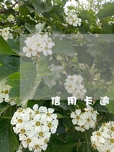 信用卡逾期后每月还钱会判刑吗