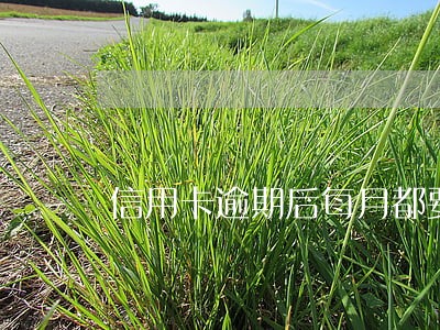 信用卡逾期后每月都要上征信吗 信用卡逾期后每月都要上征信吗