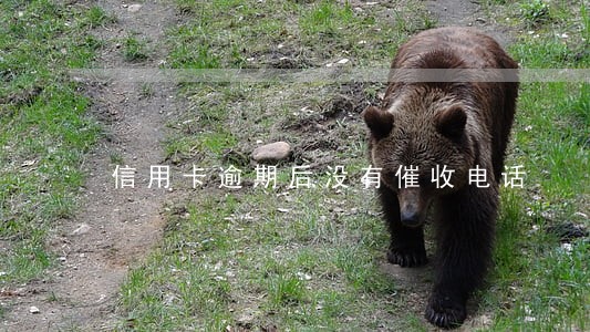 信用卡逾期后没有催收电话