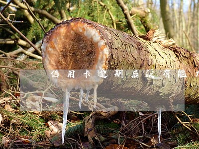 信用卡逾期后没有能力偿还怎么办 信用卡逾期后没有能力偿还怎么办