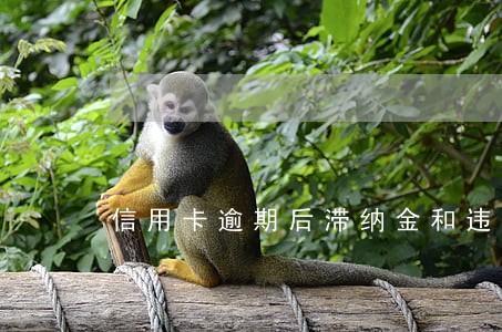 信用卡逾期后滞纳金和违约金 信用卡逾期后滞纳金和违约金