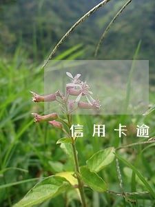 信用卡逾期后的催收工作 信用卡逾期后的催收工作