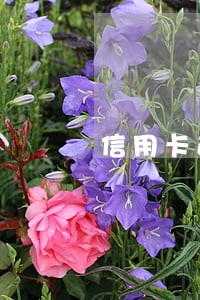 信用卡逾期后看不到本金 信用卡逾期后看不到本金