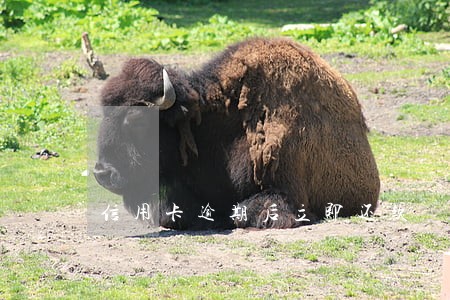 信用卡逾期后立即还款 信用卡逾期后立即还款