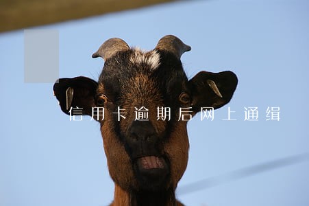 信用卡逾期后网上通缉 信用卡逾期后网上通缉