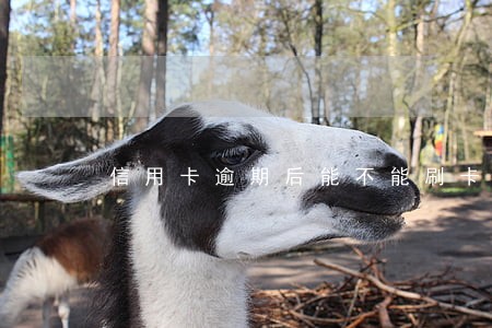 信用卡逾期后能不能刷卡 信用卡逾期后能不能刷卡