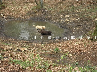 信用卡逾期后能减免利息吗 信用卡逾期后能减免利息吗