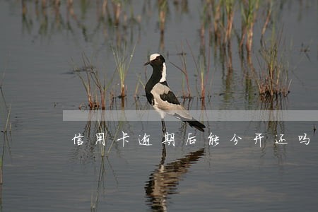 信用卡逾期后能分开还吗 信用卡逾期后能分开还吗