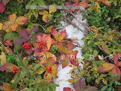 信用卡逾期后能协商还款么 信用卡逾期后能协商还款么