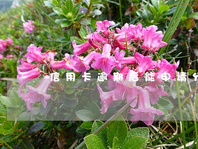 信用卡逾期后能申请分期还款吗 信用卡逾期后能申请分期还款吗