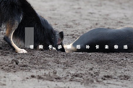 信用卡逾期后补卡未激活如何还款 信用卡逾期后补卡未激活如何还款