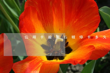信用卡逾期后被停卡多久可以解封