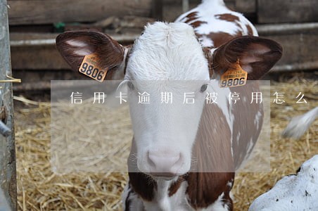 信用卡逾期后被停用怎么办 信用卡逾期后被停用怎么办