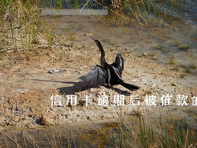 信用卡逾期后被催款的经历 信用卡逾期后被催款的经历