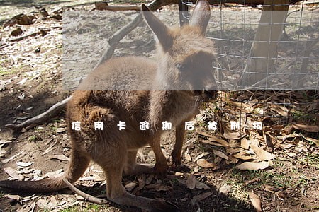 信用卡逾期后被刑拘