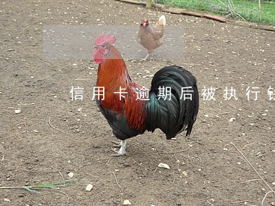 信用卡逾期后被执行钱还哪里 信用卡逾期后被执行钱还哪里