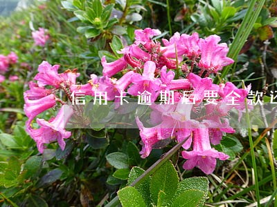信用卡逾期后要全款还吗 信用卡逾期后要全款还吗
