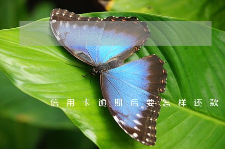 信用卡逾期后要怎样还款 信用卡逾期后要怎样还款