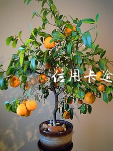 信用卡逾期后计费标准 信用卡逾期后计费标准