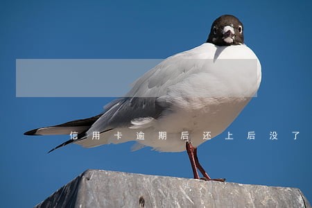 信用卡逾期后还上后没了额度 信用卡逾期后还上后没了额度