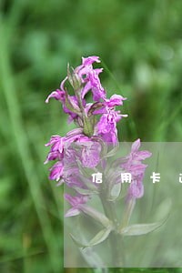 信用卡逾期后还上征信有什么影响 信用卡逾期后还上征信有什么影响
