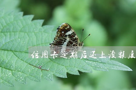 信用卡逾期后还上没额度来吗 信用卡逾期后还上没额度来吗