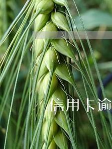 信用卡逾期后还不起怎么办 信用卡逾期后还不起怎么办