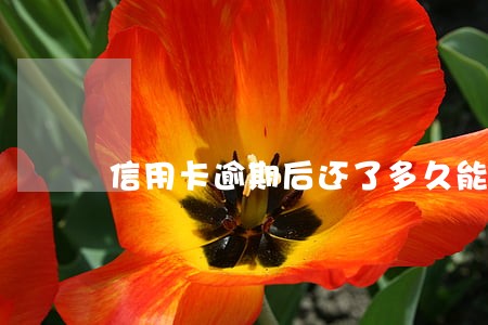 信用卡逾期后还了多久能解冻卡