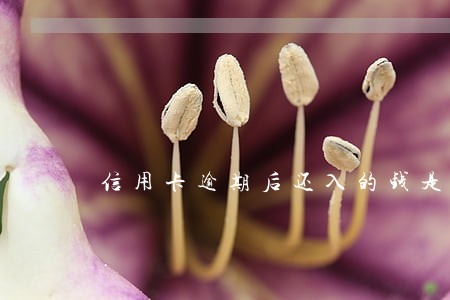 信用卡逾期后还入的钱是还本金 信用卡逾期后还入的钱是还本金
