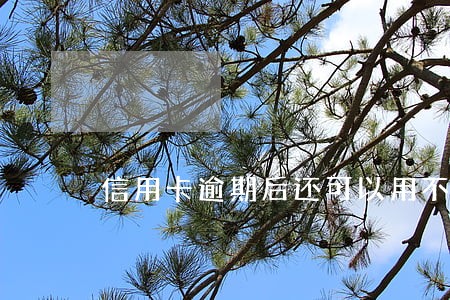 信用卡逾期后还可以用不 信用卡逾期后还可以用不