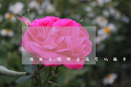 信用卡逾期后还可以账单分期吗
