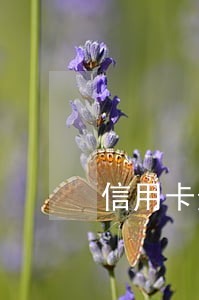 信用卡逾期后还完政审不通过 信用卡逾期后还完政审不通过