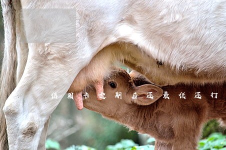 信用卡逾期后还最低还打电话 信用卡逾期后还最低还打电话