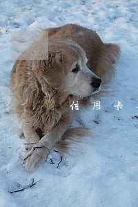 信用卡逾期后还本金还是利息 信用卡逾期后还本金还是利息
