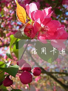 信用卡逾期后还款上岸的规定