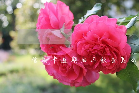 信用卡逾期后还款会怎么处理 信用卡逾期后还款会怎么处理