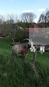 信用卡逾期后还款停卡