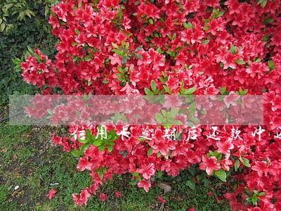 信用卡逾期后还款冲还顺序 信用卡逾期后还款冲还顺序